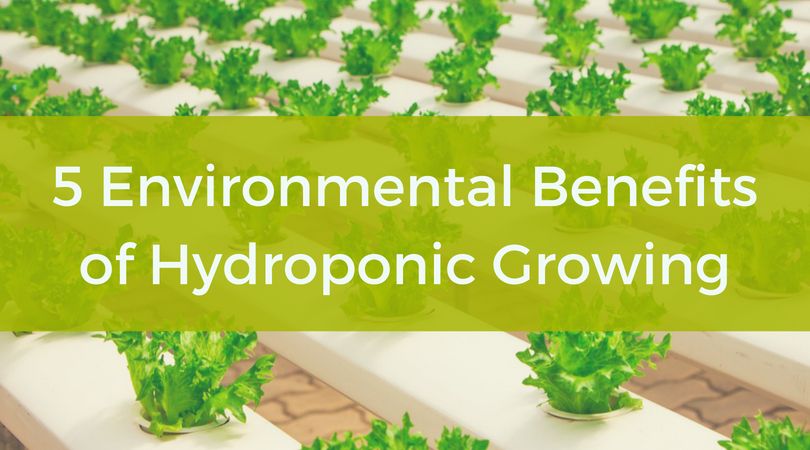 5 Environmental Benefits Of Hydroponic Growing Explained In Detail