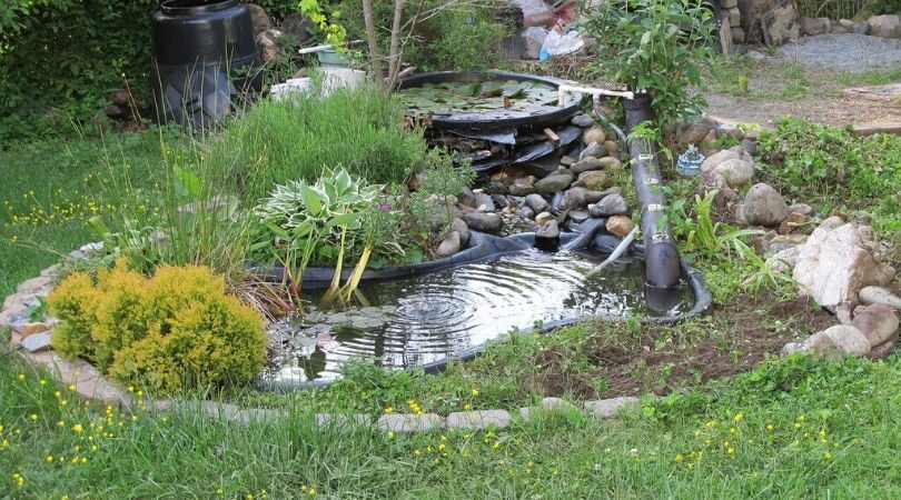 How to Build a Sustainable Backyard Pond - Get Green Now